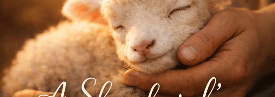 Sleeping lamb cuddled gently in human hands